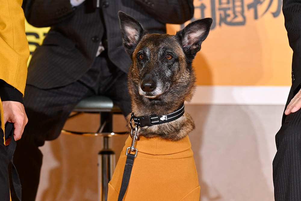 『問題物件』犬太(コラレ)