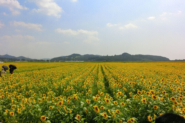 関東最大のひまわり畑