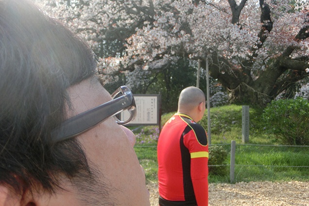 これは 三瓶さん越しの天野さん越しからの大桜です