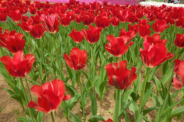 赤のチューリップの花言葉は「愛の告白」