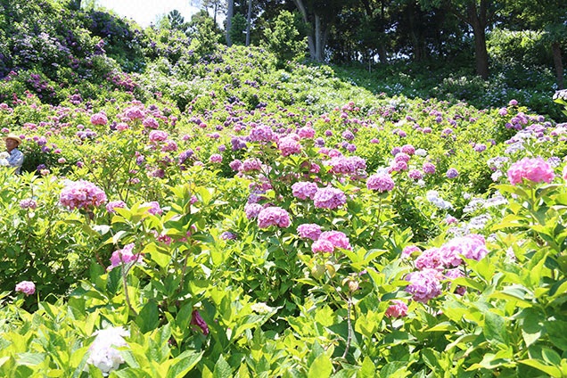 今回のロケは３大お花見ツアー