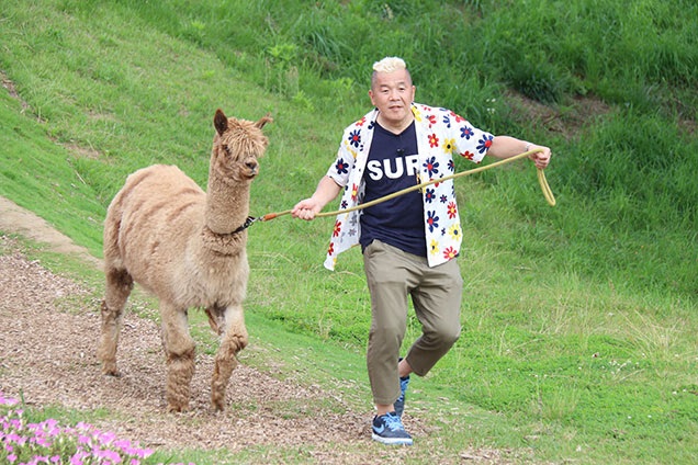 モコ君！８歳のオスのアルパカです