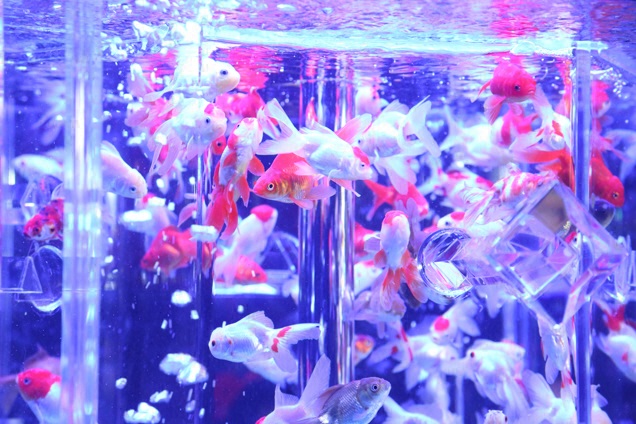 金魚がより美しく見えますね