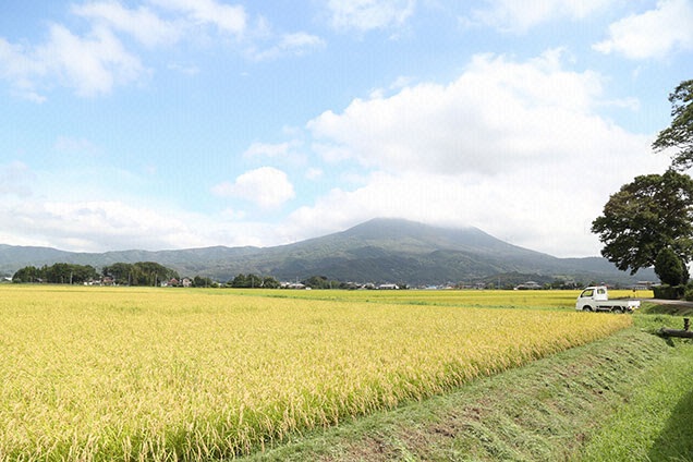 今回のもしツアは茨城県で100万本のひまわりツアー