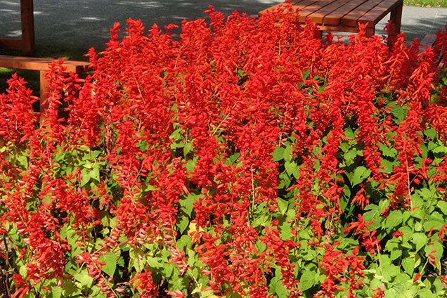 本当に色々な花が植えられているんですよね