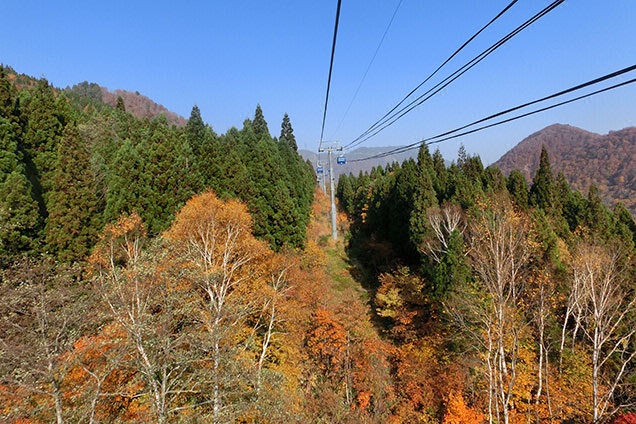 ということでさっそく見どころ満載の絶景を見に行紅葉〜♪