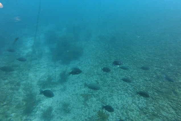 澄み切った海に魚が！！