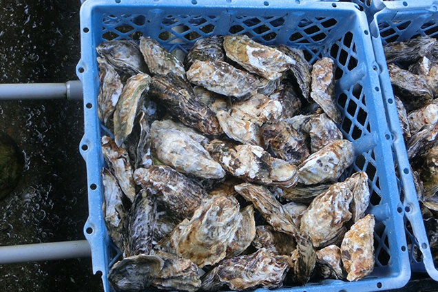 栄養豊富な伊勢の海で育ったカキは絶品です！