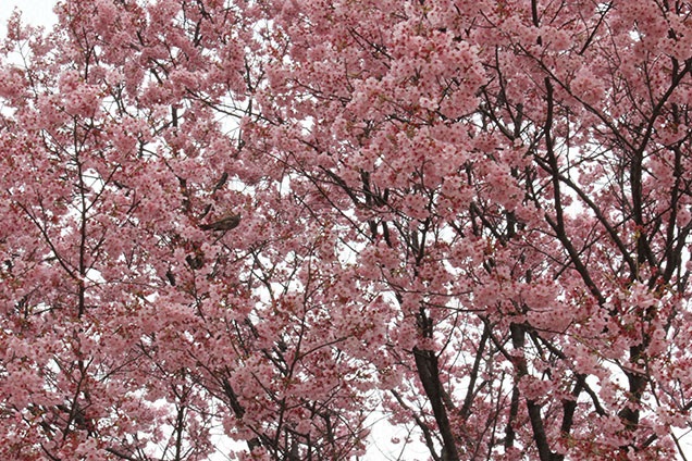 桜咲いたぞ〜！！！