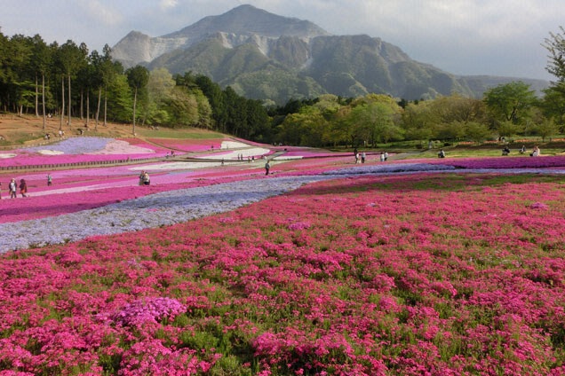 芝桜のふわふわな花の絨毯が一面に広がってます！