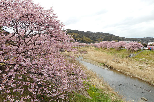 桜は満開!見応えありますよ〜 そんな中悲鳴が!?