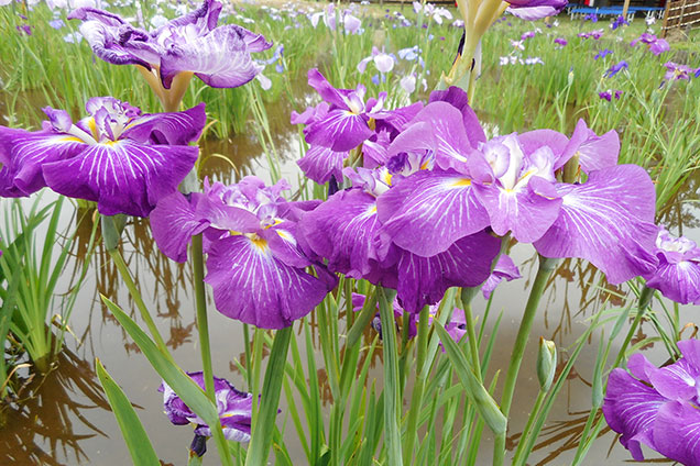 満開の花菖蒲、この花菖蒲を寅さんも見ていたんですかね。