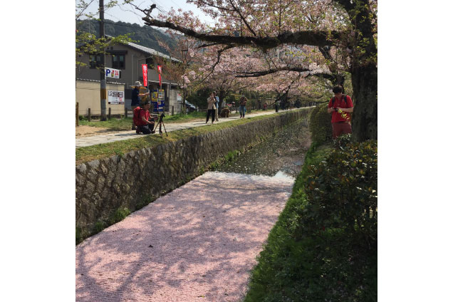 この時期にしか見られない、桜の絨毯！
