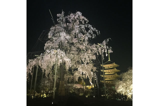 締めは東寺のライトアップ！幻想的でした〜！