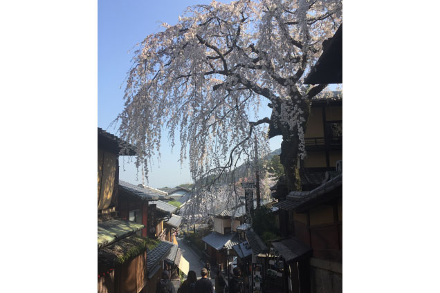 本日は京都の人気観光地 清水寺の参道をご紹介！