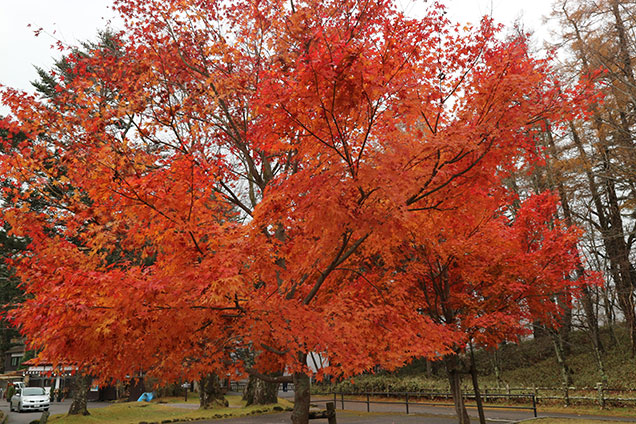 駐車場の紅葉までとっても綺麗ですね〜！