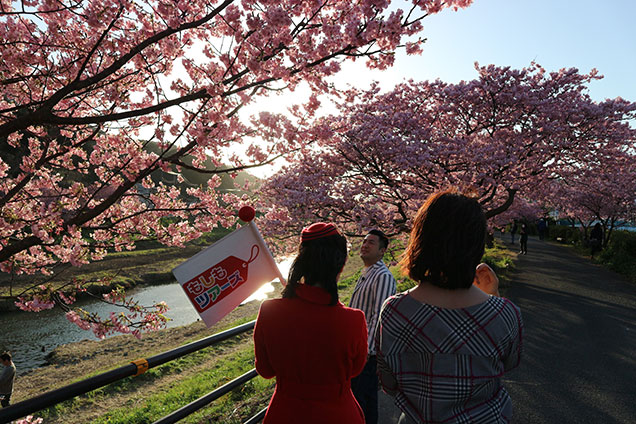 美女による水田写真撮影会。桜と夕日バックにどんな写真になったのでしょう。