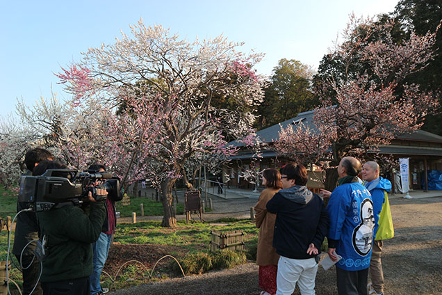 こちらは偕楽園のりん違いという梅！１本の木に紅白の花が咲きます！