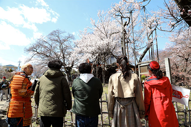 そしてこちらが日本最古の山高神代桜！圧巻ですね！
