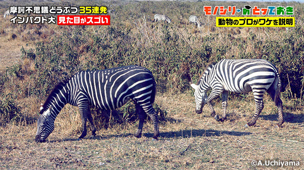 白黒逆転のシマウマ ルアーで餌を釣る鳥 世界のびっくり動物たち フジテレビ