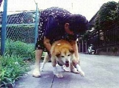散歩中のコロ