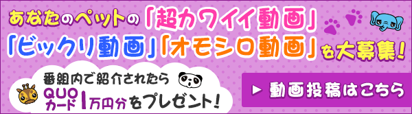 あなたのペットの「超カワイイ動画」「ビックリ動画」「オモシロ動画」を大募集！番組内で紹介されたらＱＵＯカード1万円分をプレゼント！動画投稿はこちら