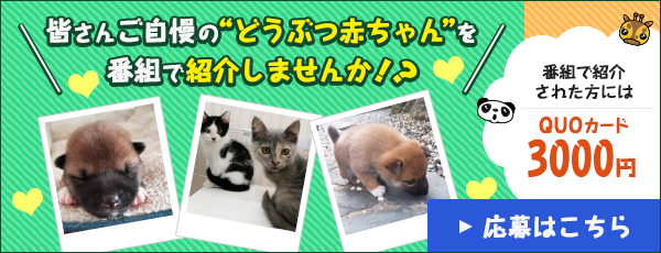 皆さんご自慢の“どうぶつ赤ちゃん”を番組で紹介しませんか！？番組で紹介された方にはQUOカード3000円▶️応募はこちら