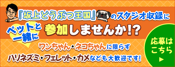 「坂上どうぶつ王国」のスタジオ収録にペットと一緒に参加しませんか！？ワンちゃん・ネコちゃんに限らずハリネズミ・フェレット・カメなども大歓迎です！▶️応募はこちら