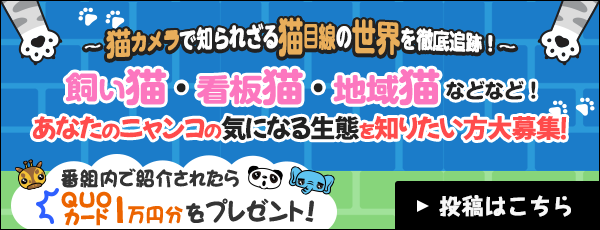 ～猫カメラで知られざる猫目線の世界を徹底追跡！～飼い猫・看板猫・地域猫などなど！あなたのニャンコの気になる生態を知りたい方大募集番組内で紹介されたらQUOカード1万円分をプレゼント！投稿はこちら