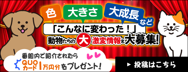 色 大きさ 大成長 など 「こんなに変わった！」 動物たちの大激変情報を大募集！ 番組内で紹介されたらQUOカード1万円文をプレゼント！ 投稿はこちら