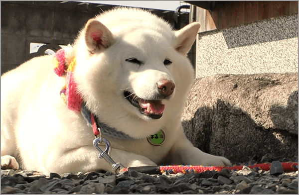 坂上どうぶつ王国 フジテレビ