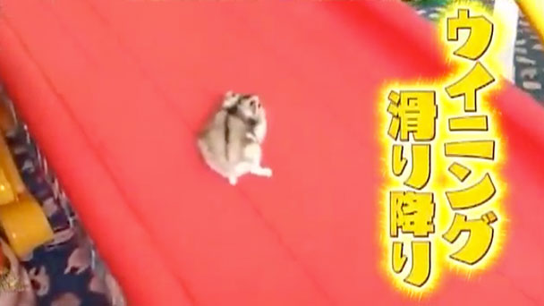 奇跡体験 アンビリバボー 可愛すぎて ほっこりするアニマル映像 フジテレビ