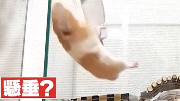 奇跡体験 アンビリバボー 可愛すぎて ほっこりするアニマル映像 フジテレビ