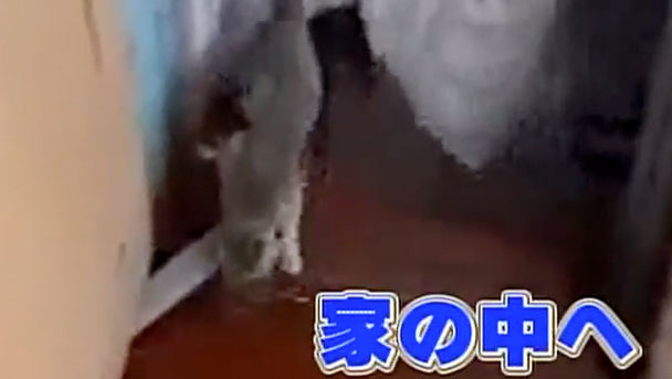 奇跡体験 アンビリバボー 仰天 激カワアニマル大集合 フジテレビ