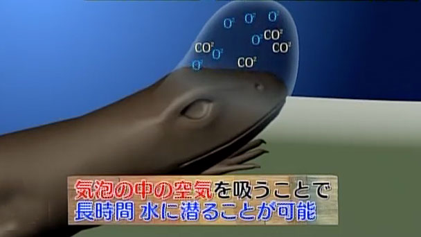 奇跡体験 アンビリバボー 仰天 激カワアニマル大集合 フジテレビ