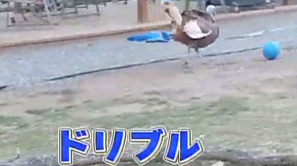 奇跡体験 アンビリバボー 仰天 激カワアニマル大集合 フジテレビ