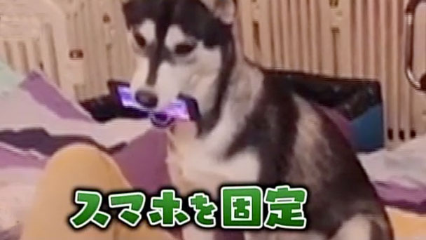 奇跡体験 アンビリバボー 仰天 激カワアニマル大集合 フジテレビ