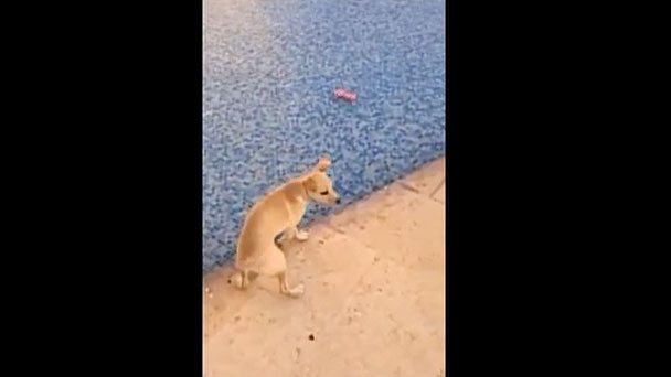 奇跡体験！アンビリバボー：仰天！激カワアニマル大集合！ - フジテレビ