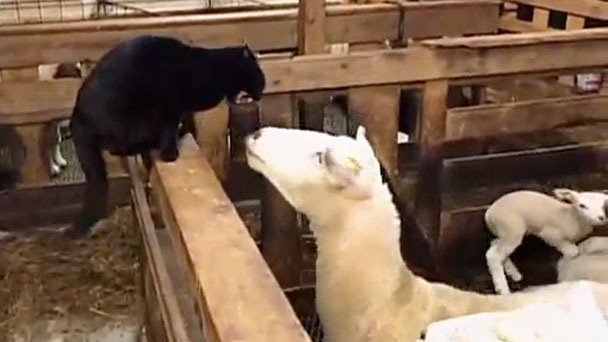 奇跡体験 アンビリバボー 仰天 激カワアニマル大集合 フジテレビ