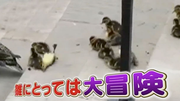 奇跡体験 アンビリバボー アニマル映像sp フジテレビ