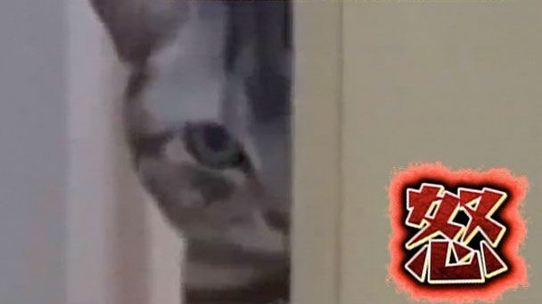 奇跡体験 アンビリバボー アニマル映像sp フジテレビ