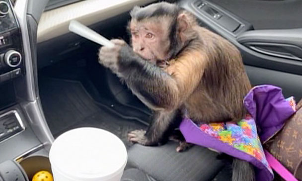 奇跡体験 アンビリバボー アニマル映像sp フジテレビ