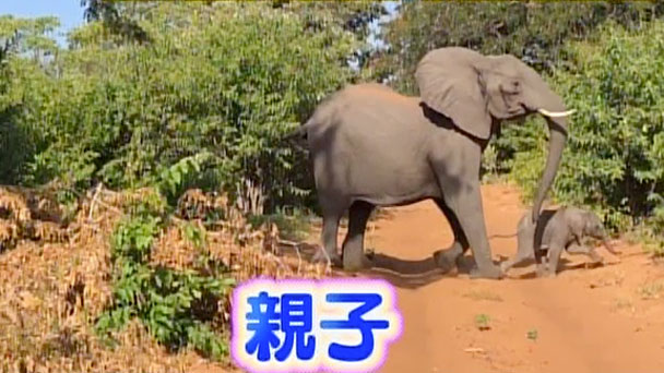 奇跡体験 アンビリバボー 最新最強 アニマル映像 フジテレビ 奇跡体験 アンビリバボー 最新最強 アニマル映像 フジテレビ