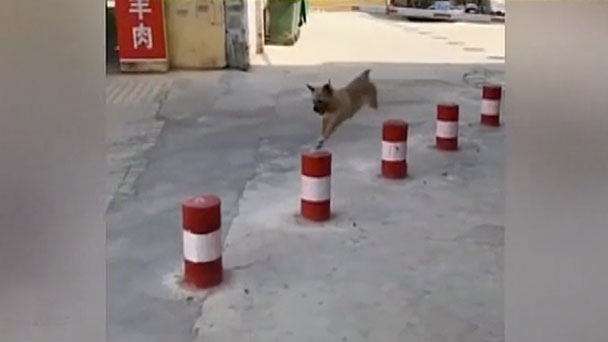 奇跡体験 アンビリバボー 最新最強 アニマル映像 フジテレビ